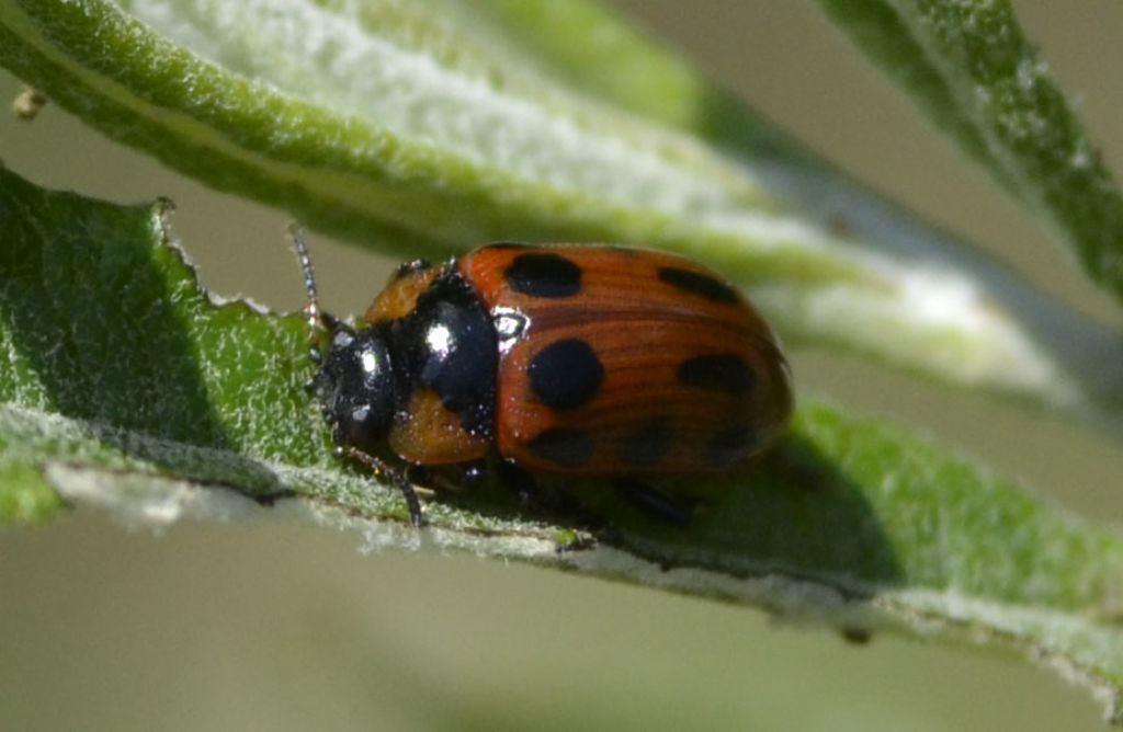 Chrysomelidae:  Gonioctena cfr. decemnotata